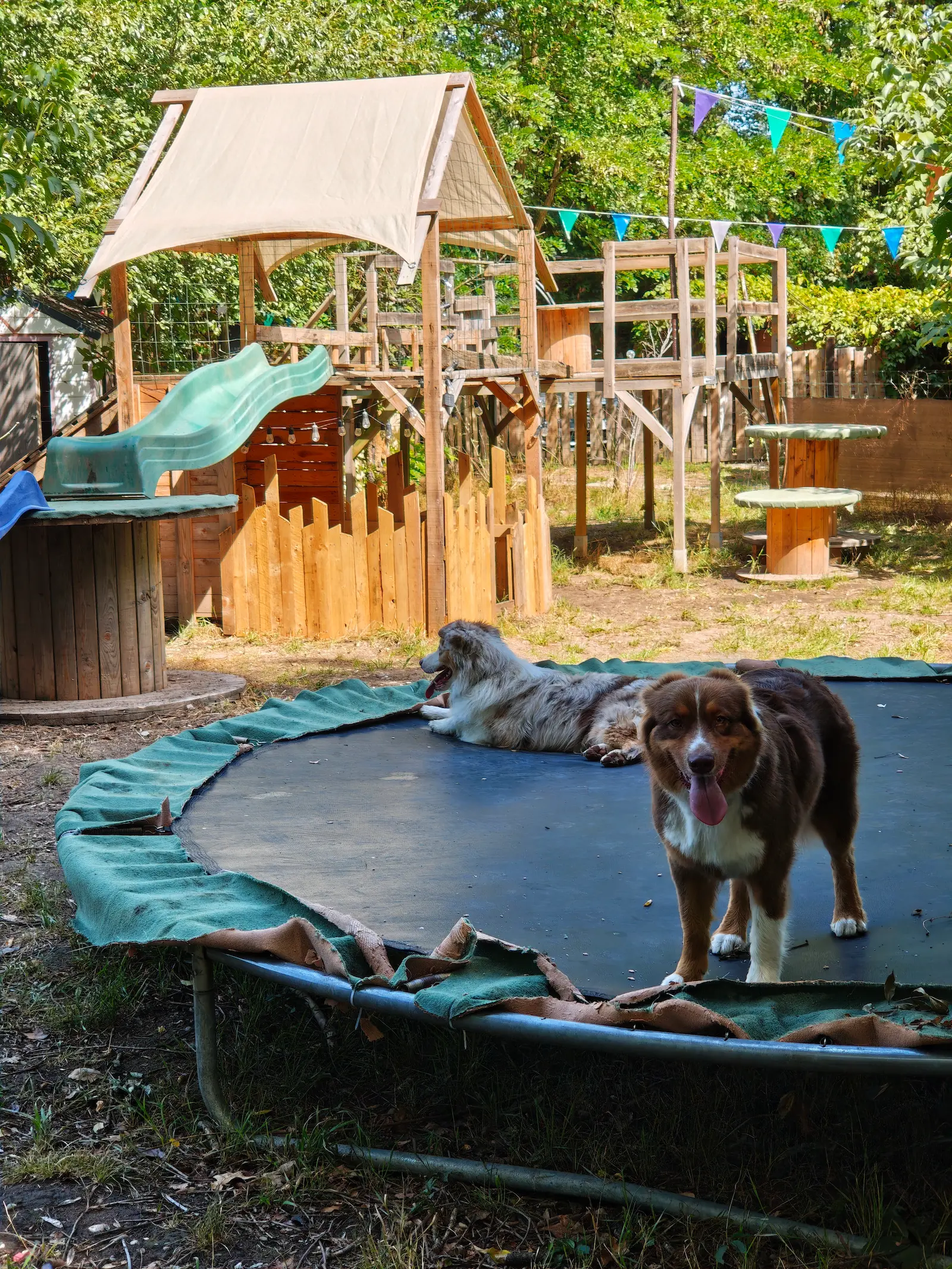 ÉVÉNEMENTS - DoggyPark Strasbourg