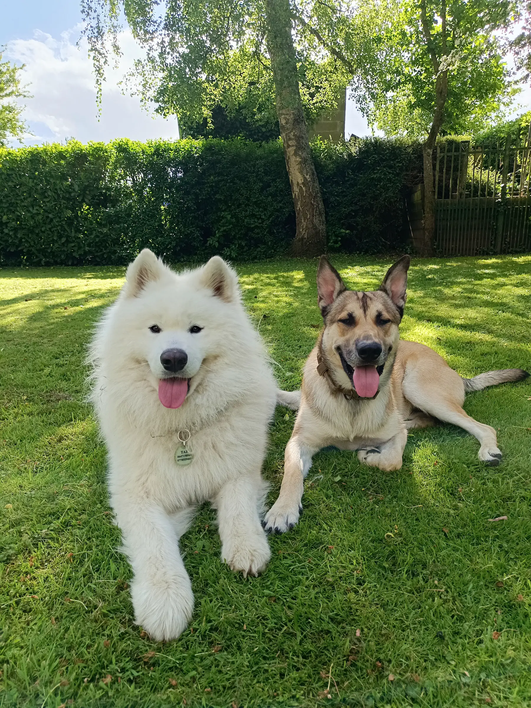 Chiens heureux dans le DoggyPark